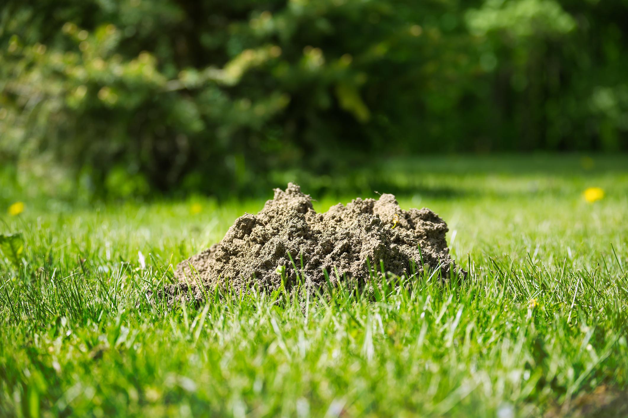 🐌 Škůdci na zahradě