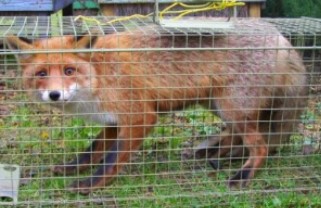 Sklopce na lišky