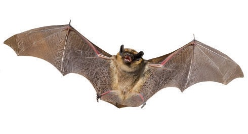 Odpuzovače netopýrů