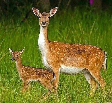 Postřik a ochrana proti okusu 