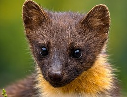 Pachové odpuzovače kun