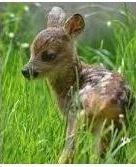 Na záchranu srnčat