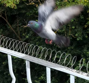 Odpuzovač ptáků – sada 4 mechanických zábran 5m