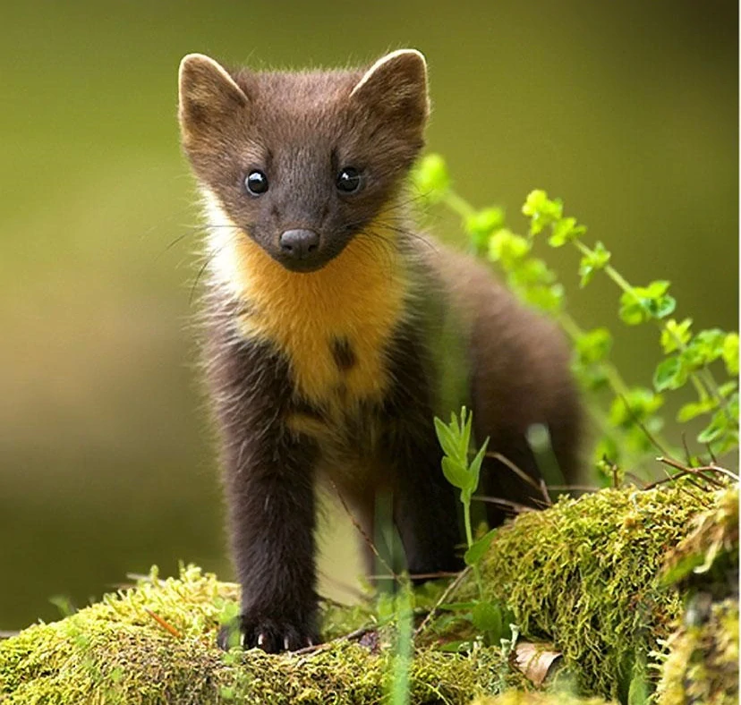 Velká sada pachových ohradníků na kuny 1000 ml.