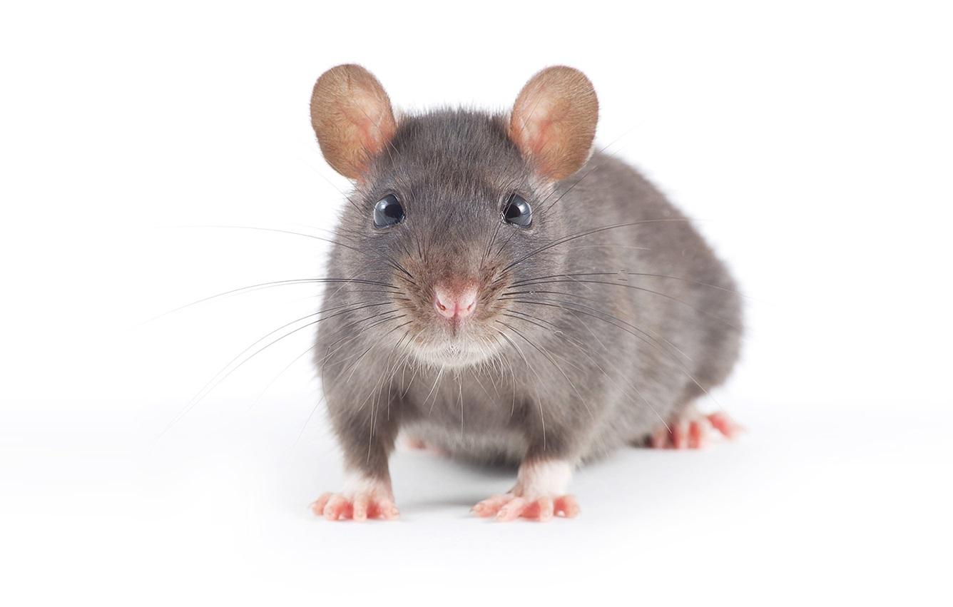 Jed na hlodavce - Norat G