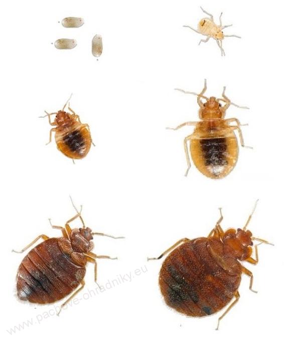 Postřik na hubení štěnic a švábů - 400 ml