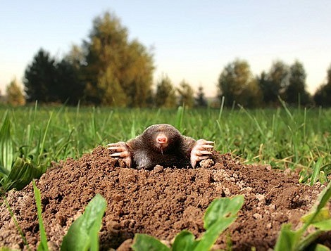 Odpuzovač krtků - OdK-H2 s náhodně se měnícím zvukem