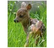 PŘÍPRAVEK NA ZÁCHRANU SRNČAT HAGOPUR