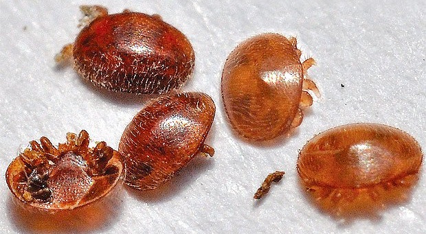 Ultrazvukový odpuzovač kleštíka - Ochrana úlu před varoázou