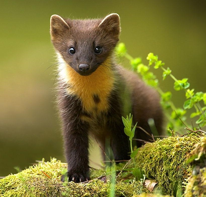 Vodotěsný odpuzovač kun do auta Kemo